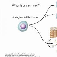 Есть ли смысл в стволовых клетках?
