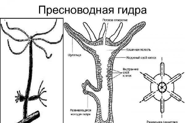 Какая ссылка на кракен