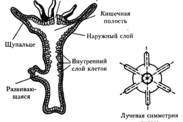 Как пополнить кракен